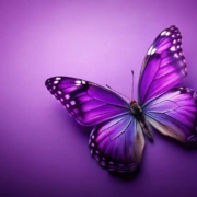 Botschaften digital versenden. Weihnachtskarten. Osterwünsche. Einladungen.